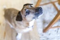 Cute Jack Russel doggy waiting for a treat or affection